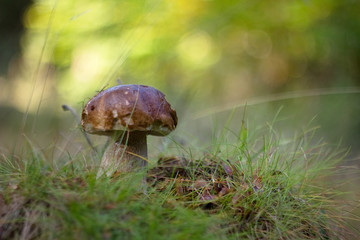 Eat delicious sponge boletus reticulatus