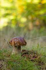 Eat delicious sponge boletus reticulatus