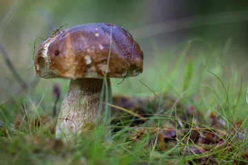 Eat delicious sponge boletus reticulatus
