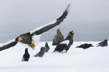 Riesenseeadler beim Kampf um Fisch