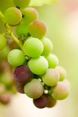Grapes