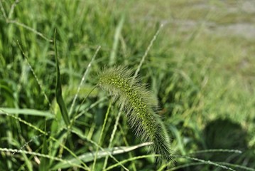 草