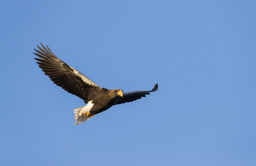 Riesenseeadler im Flug