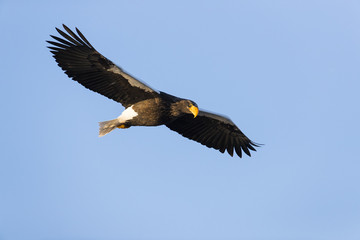 Riesenseeadler im Flug
