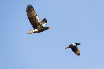 Riesenseeadler im Flug