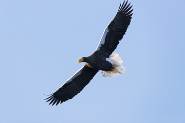 Riesenseeadler im Flug