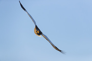 Riesenseeadler im Flug