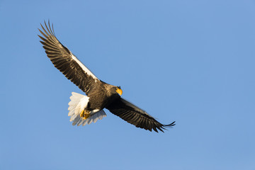 Fototapeta na wymiar Riesenseeadler im Flug