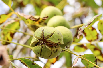 a ripe walnut ready to fall off the tree