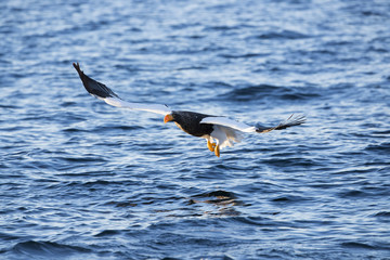 Riesenseeadler beim Fischfang