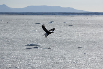 Riesenseeadler fliegt �_ber das Treibeis