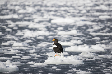Riesenseeadler sitzt auf dem Eis