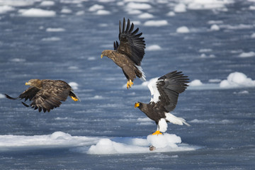 Riesenseeadler beim Kampf um Fisch