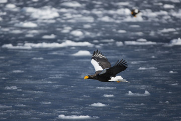 Riesenseeadler im Flug