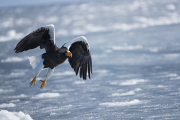 Riesenseeadler fliegt vom Eis auf