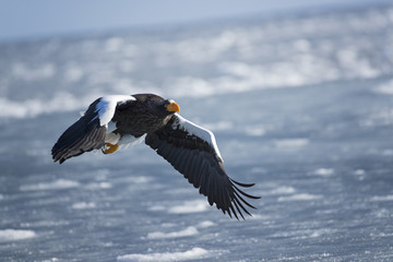 Riesenseeadler im Flug