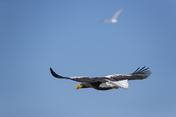 Riesenseeadler im Flug