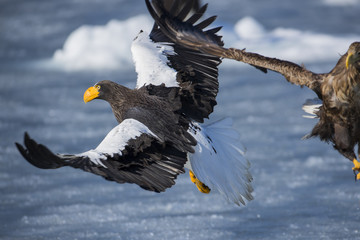 Riesenseeadler beim Kampf um Fisch