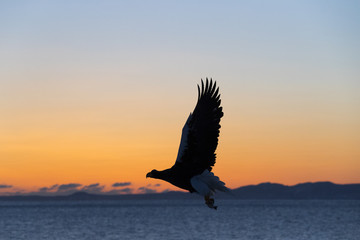Fototapeta na wymiar Riesenseeadler fliegt im Sonnenaufgang auf