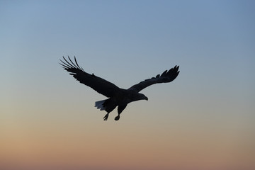 Riesenseeadler fliegt im Sonnenaufgang auf