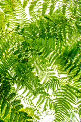Fern Closeup