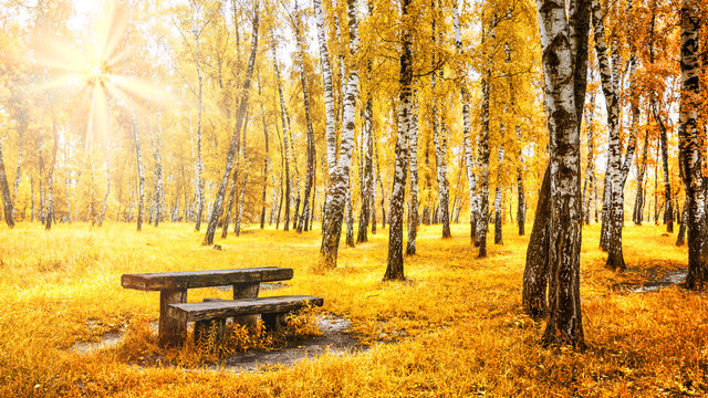 Fototapeta Birch grove with a bench and table on sunny autumn day, landscape