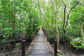 Obraz premium Tung Prong Thong Golden Mangrove Field, natural areas in Rayong of Thailand.