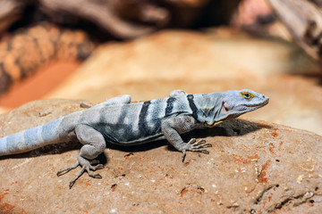 close up of a striped blue Lizard on rock