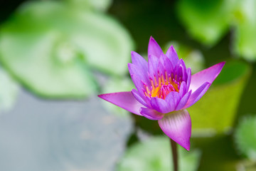 Lotus flower in lake