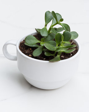 Plant in a Coffee Mug