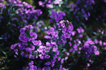 Fototapeta premium Beautiful violet purple daisy flower