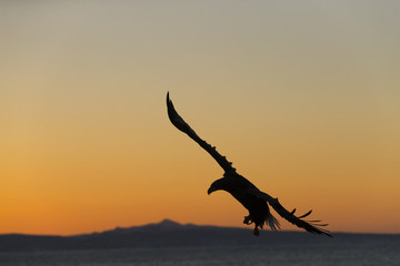 Fototapeta na wymiar Riesenseeadler fliegt im Sonnenaufgang