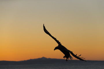 Riesenseeadler fliegt im Sonnenaufgang