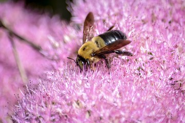 Bee on pink sedum