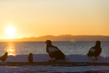 Riesenseeadler bei Sonnenaufgang