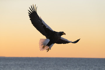 Fototapeta na wymiar Riesenseeadler im Flug