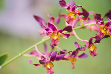 Fototapeta premium orchid