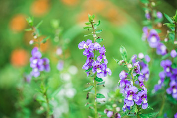 Blue Salvia flowers