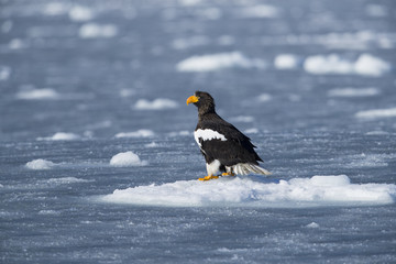 Riesenseeadler sitzt auf dem Eis