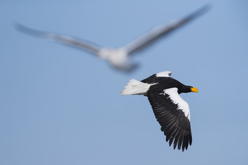 Riesenseeadler im Flug