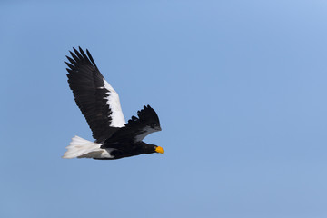 Riesenseeadler im Flug