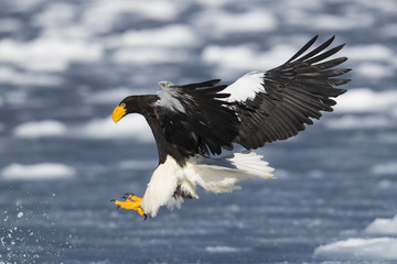 Riesenseeadler im Flug