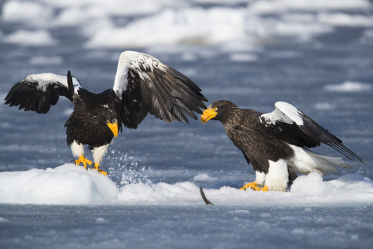 Riesenseeadler beim Kampf um Fisch