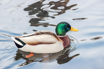 a wild green head duck floating on water