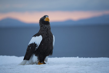 Riesenseeadler auf der Hafenmauer
