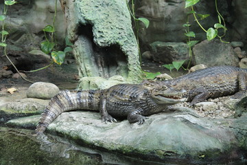 crocodile