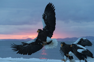 Fototapeta na wymiar Riesenseeadler beim Kampf um Fisch