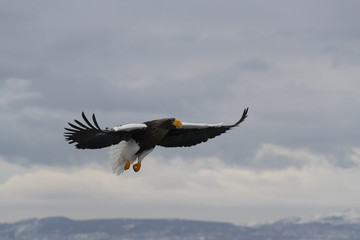 Riesenseeadler im Flug