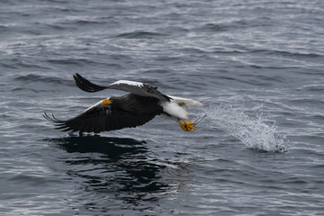 Riesenseeadler beim Fischfang