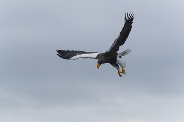 Riesenseeadler im Flug